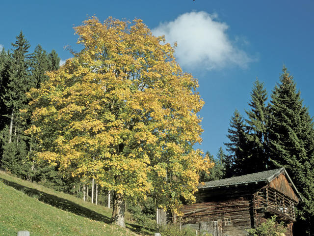 Apartamento Neukumhof Westendorf Exterior foto
